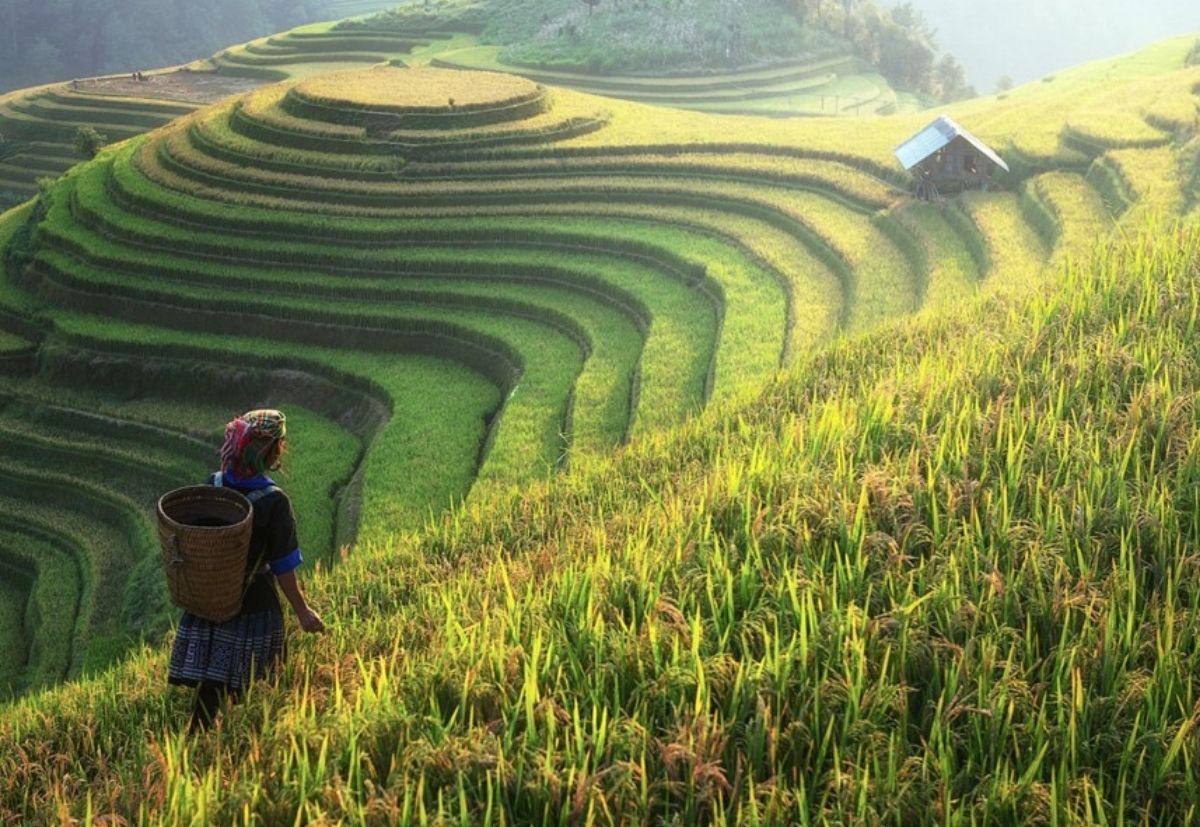 Person walking through a lush green rice paddy with terraced fields in the background.